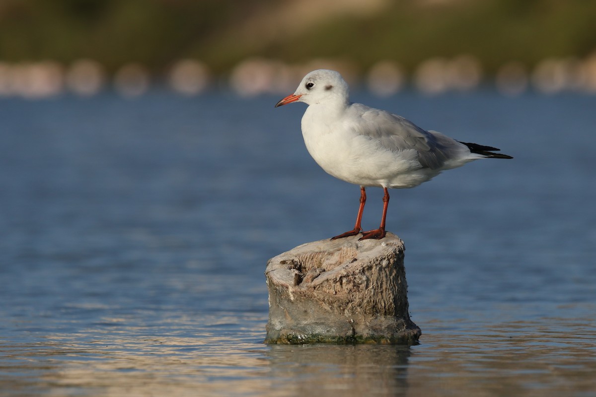 Black-headed Gull - ML623072985