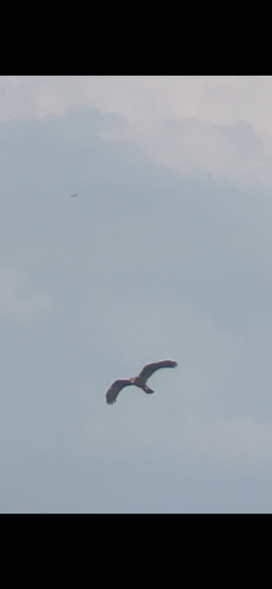 Western Marsh Harrier - ML623073033