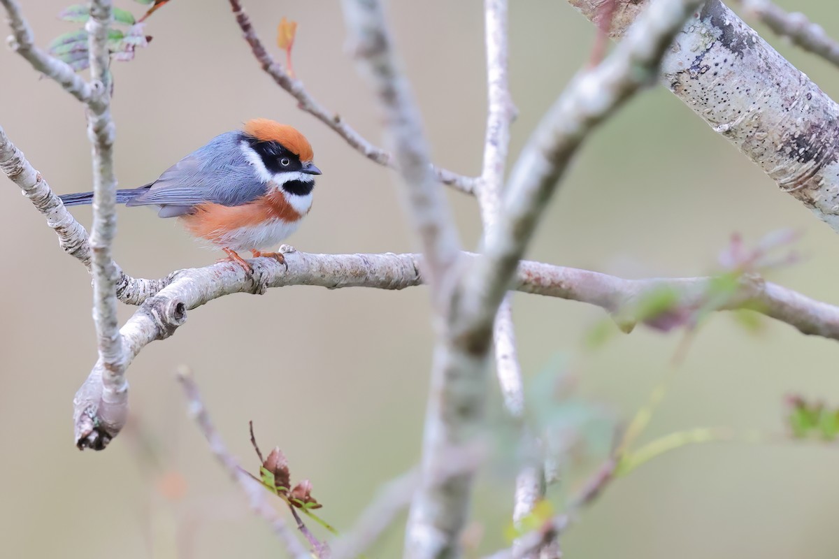 Black-throated Tit - ML623073047