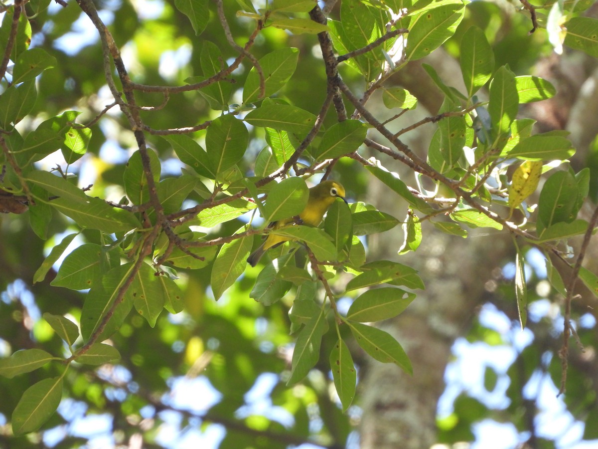 Northern Yellow White-eye - ML623073058