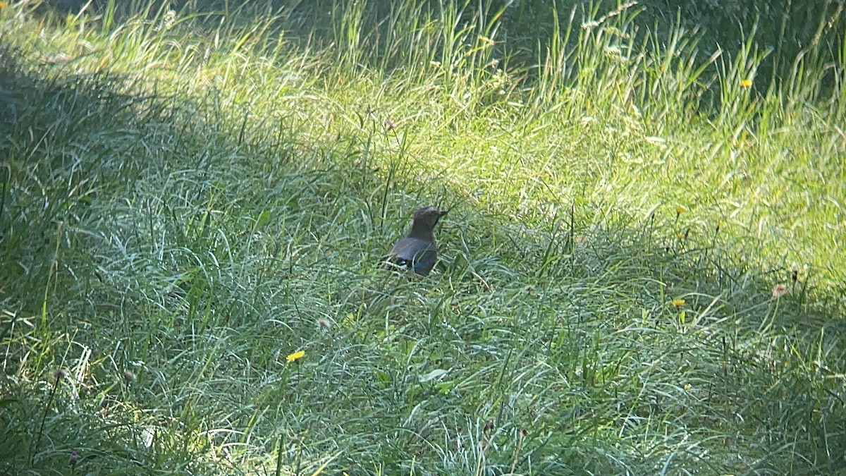 Eurasian Jay - ML623073089