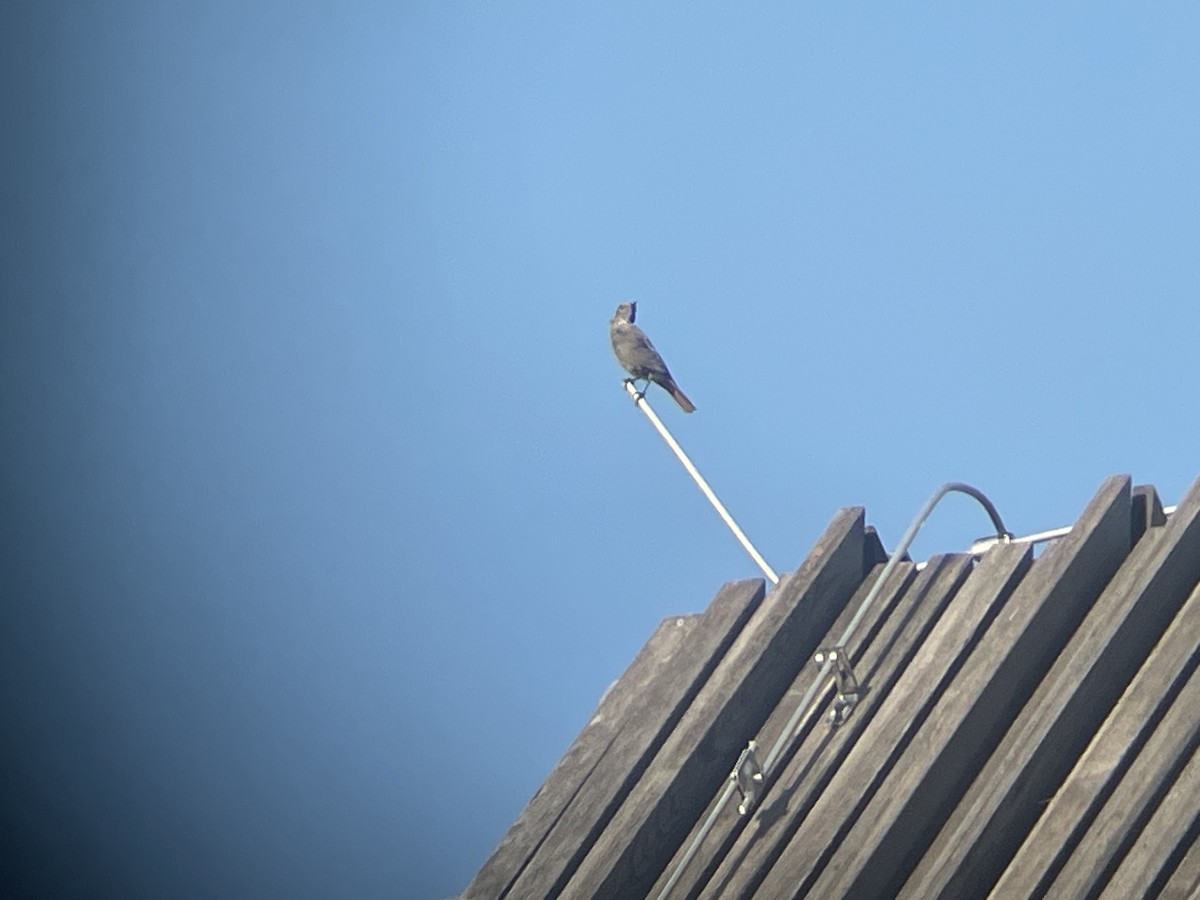 Black Redstart - ML623073120