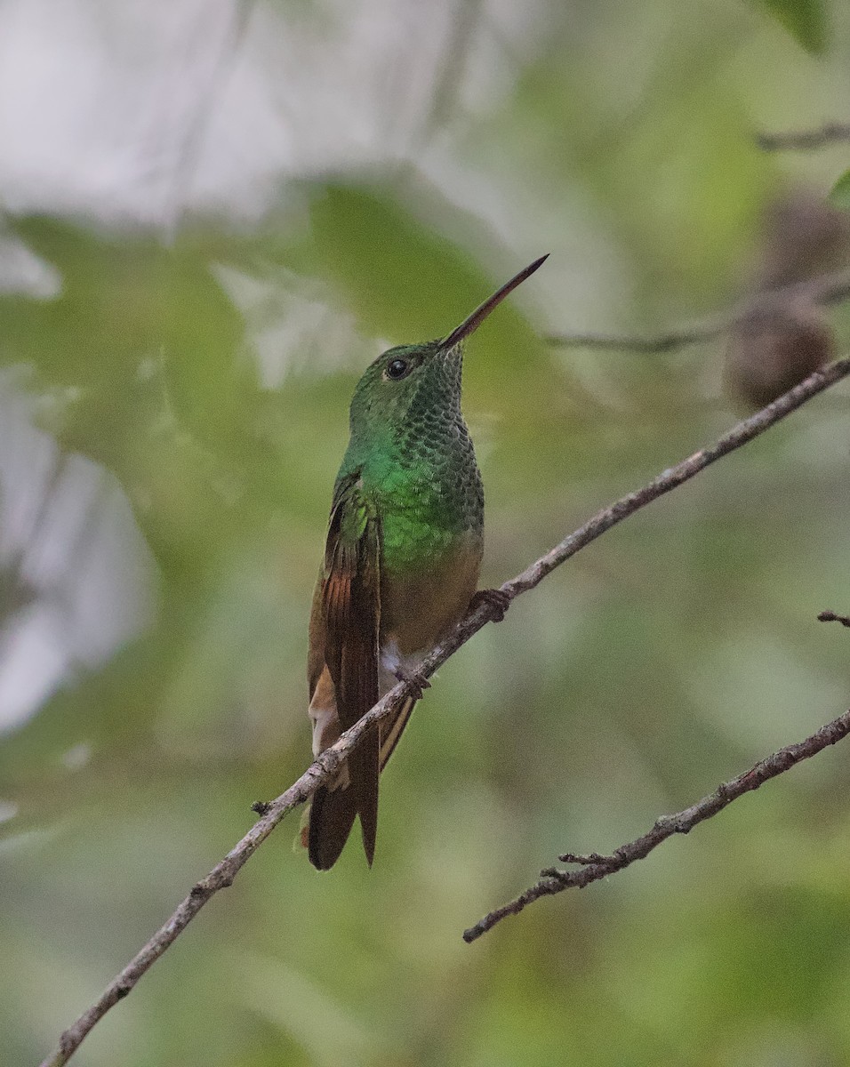 beryllkolibri - ML623073139