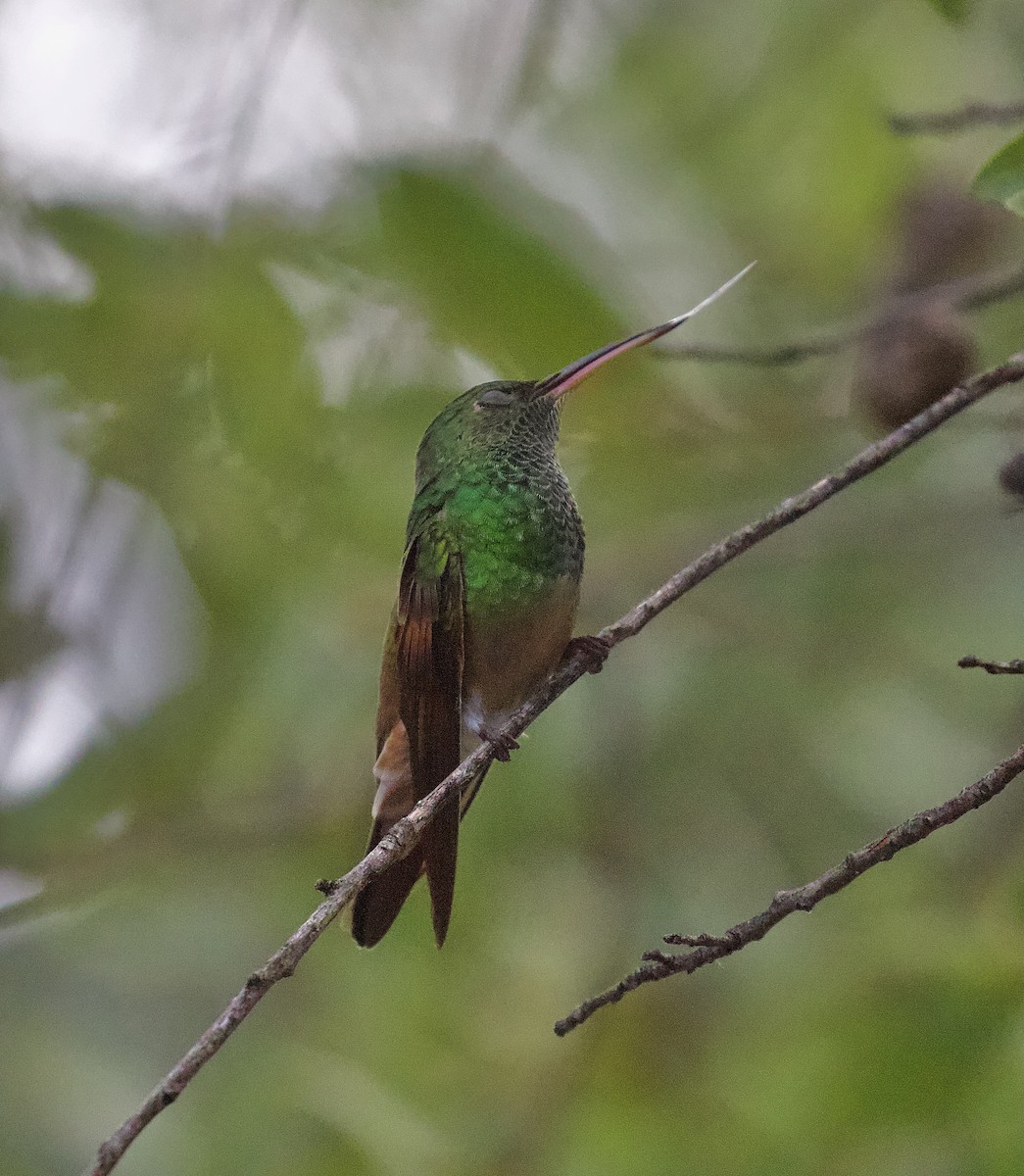 beryllkolibri - ML623073152