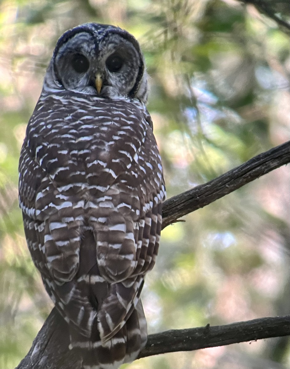 Barred Owl - ML623073153