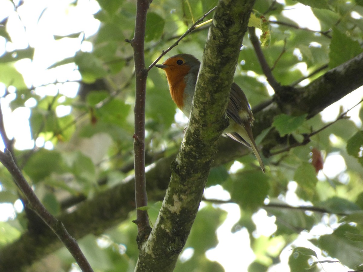 European Robin - ML623073200