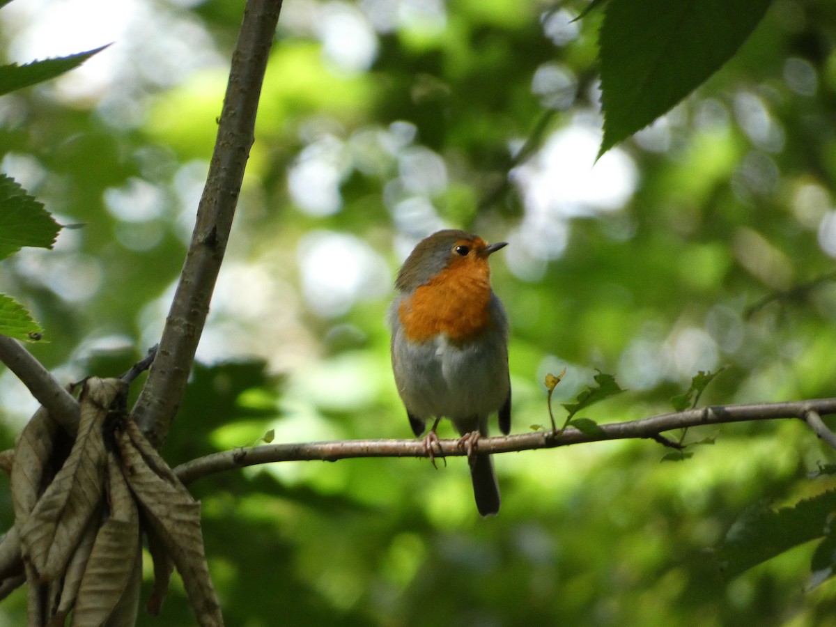 European Robin - ML623073201