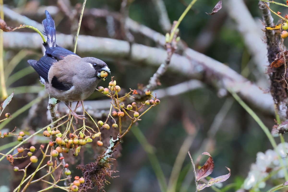 Brown Bullfinch - ML623073217