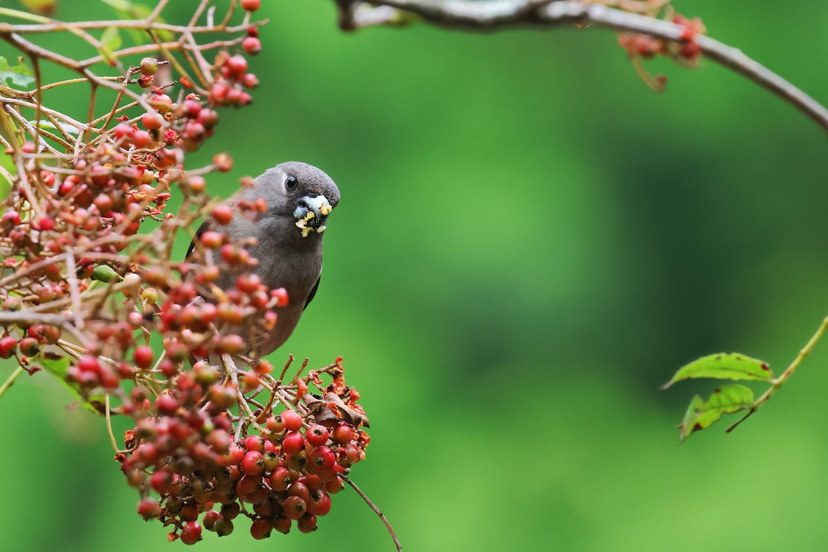 Brown Bullfinch - ML623073223