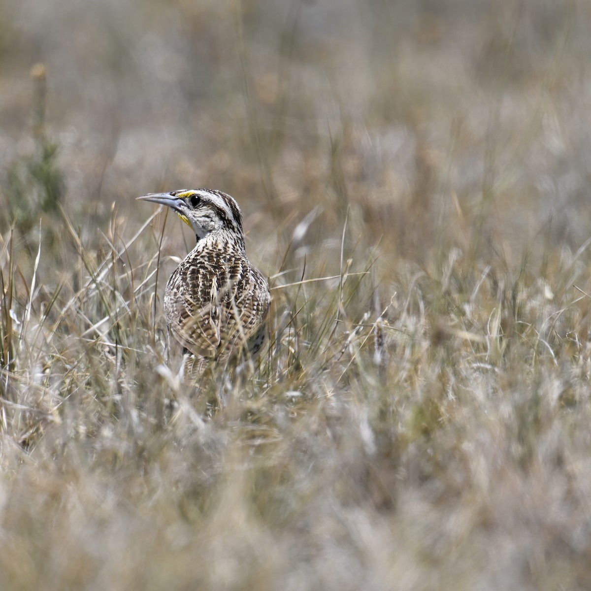 Chihuahuan Meadowlark - ML623073278