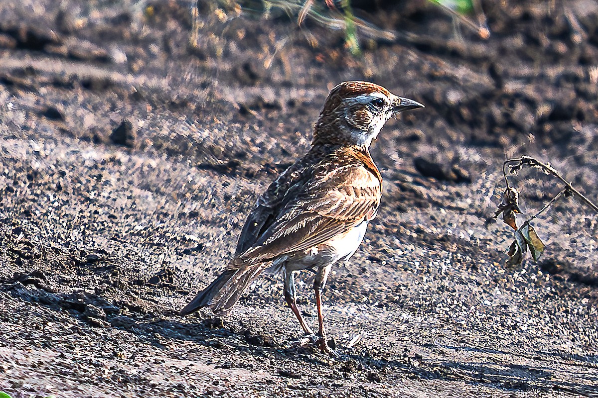 Red-capped Lark - ML623073284