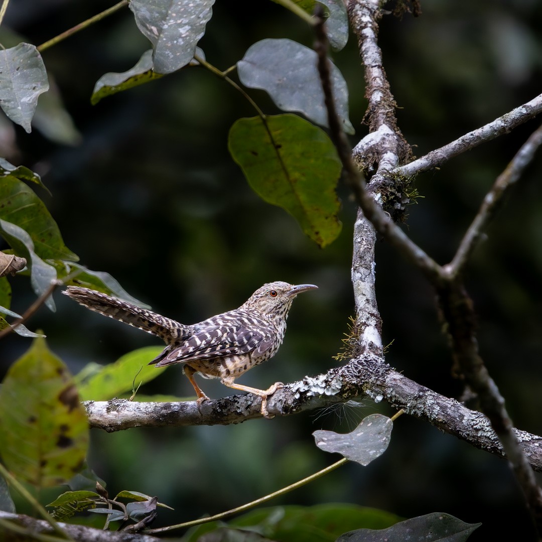 Band-backed Wren - Mateo Guarin