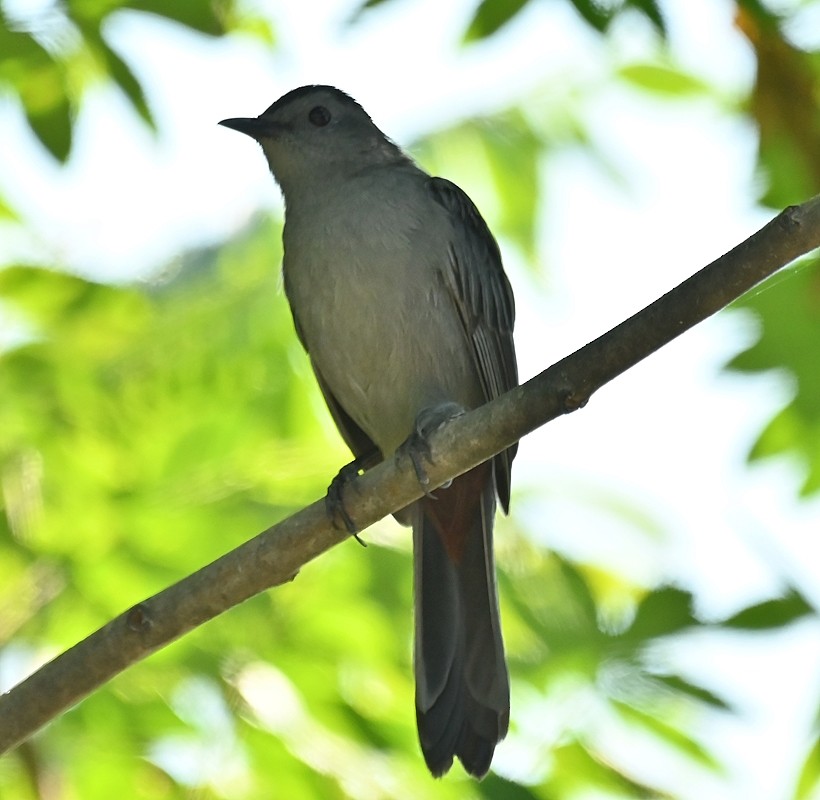 Gray Catbird - Regis Fortin