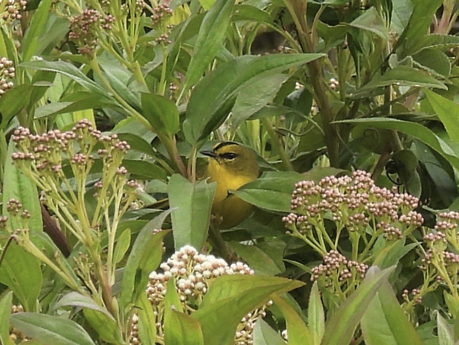 Black-crested Warbler - ML623073446