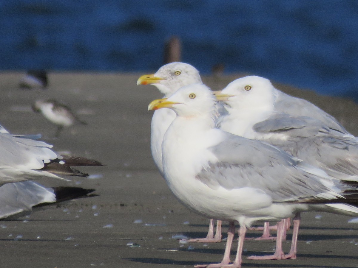 American Herring Gull - ML623073503