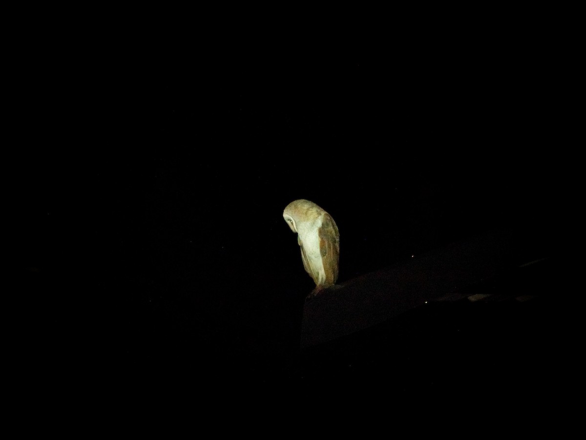 Barn Owl - ML623073512