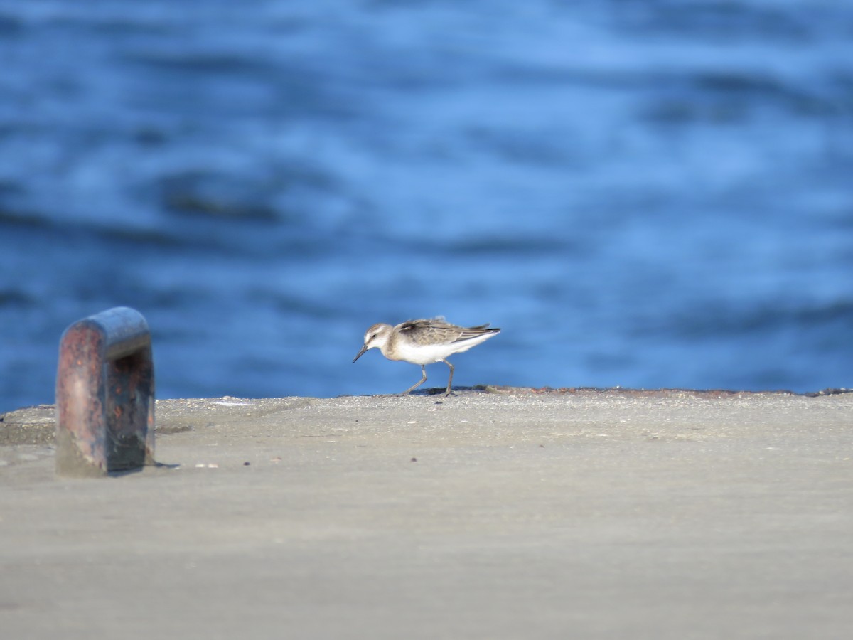 Semipalmated Sandpiper - Will Whitmore