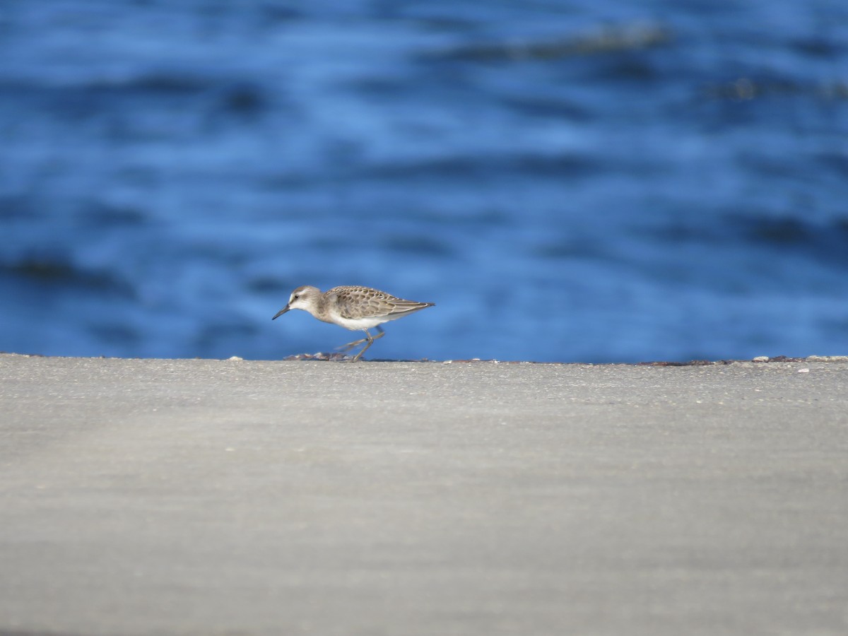 Semipalmated Sandpiper - ML623073515