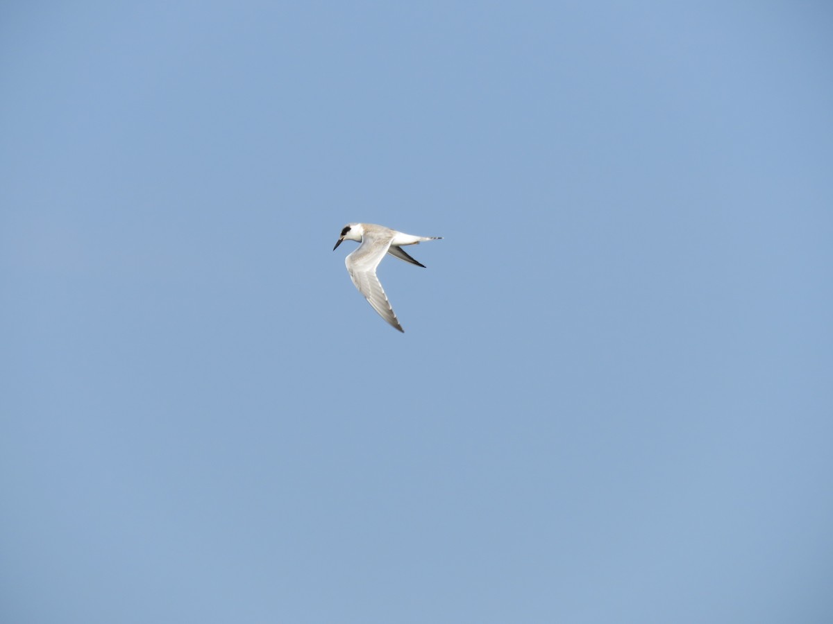 Forster's Tern - ML623073518