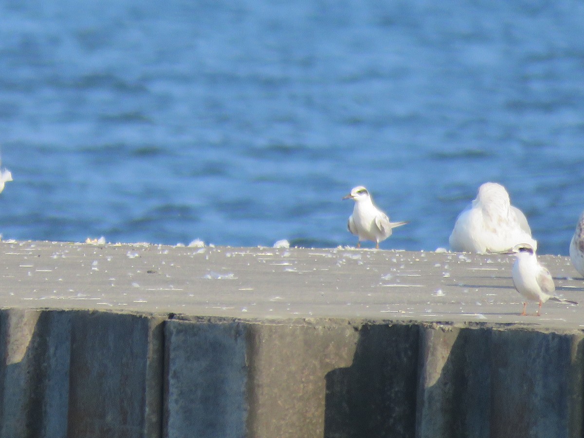 Forster's Tern - ML623073519