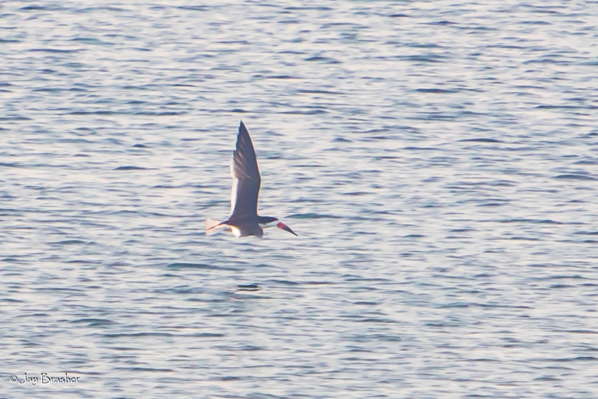 Black Skimmer - ML623073520