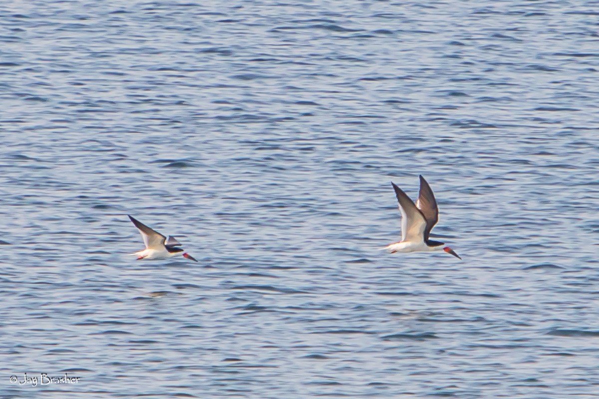 Black Skimmer - ML623073522