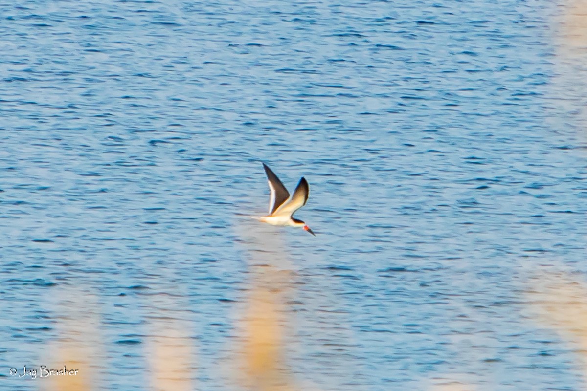 Black Skimmer - ML623073523