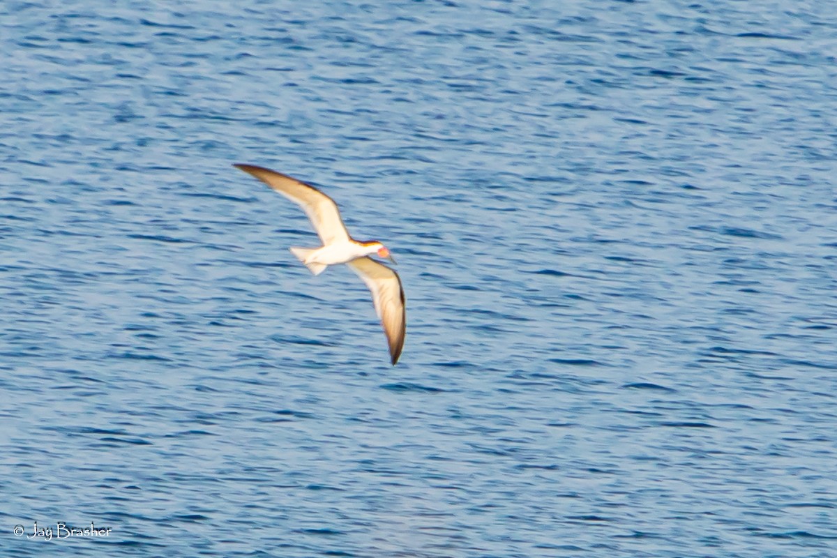 Black Skimmer - ML623073524