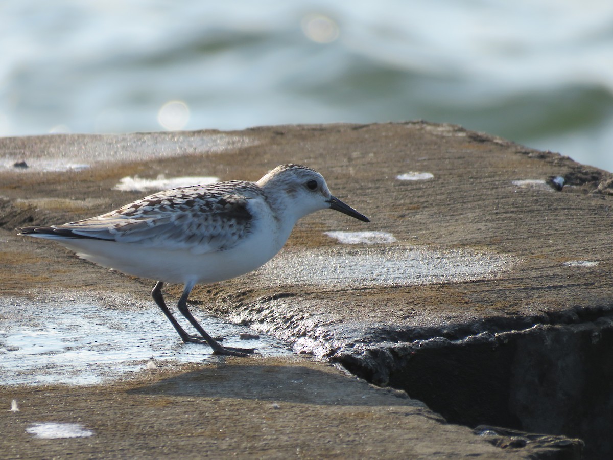 Sanderling - ML623073525