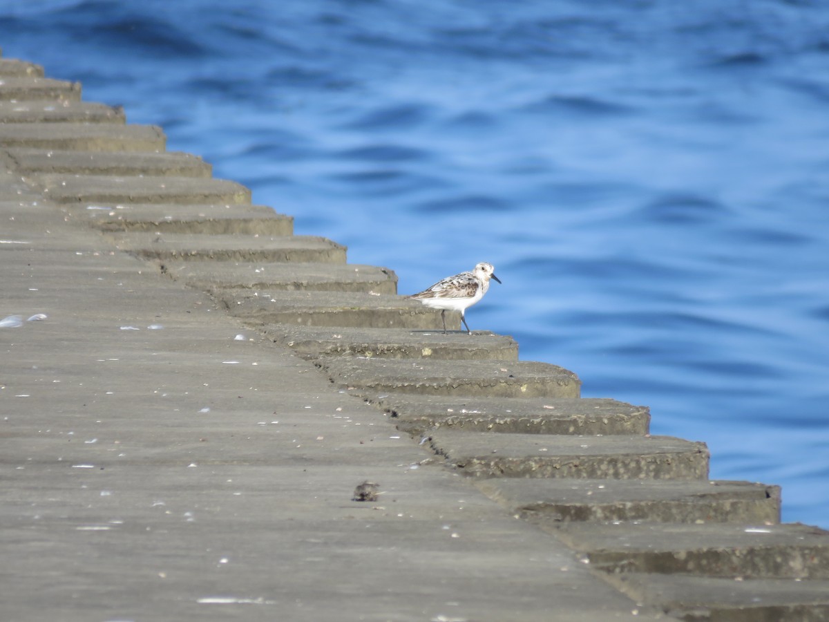 Sanderling - ML623073531