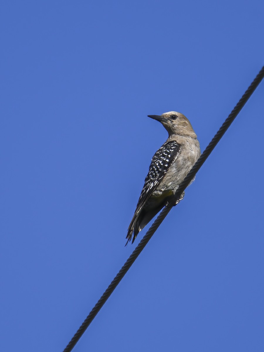 Gila Woodpecker - ML623073532