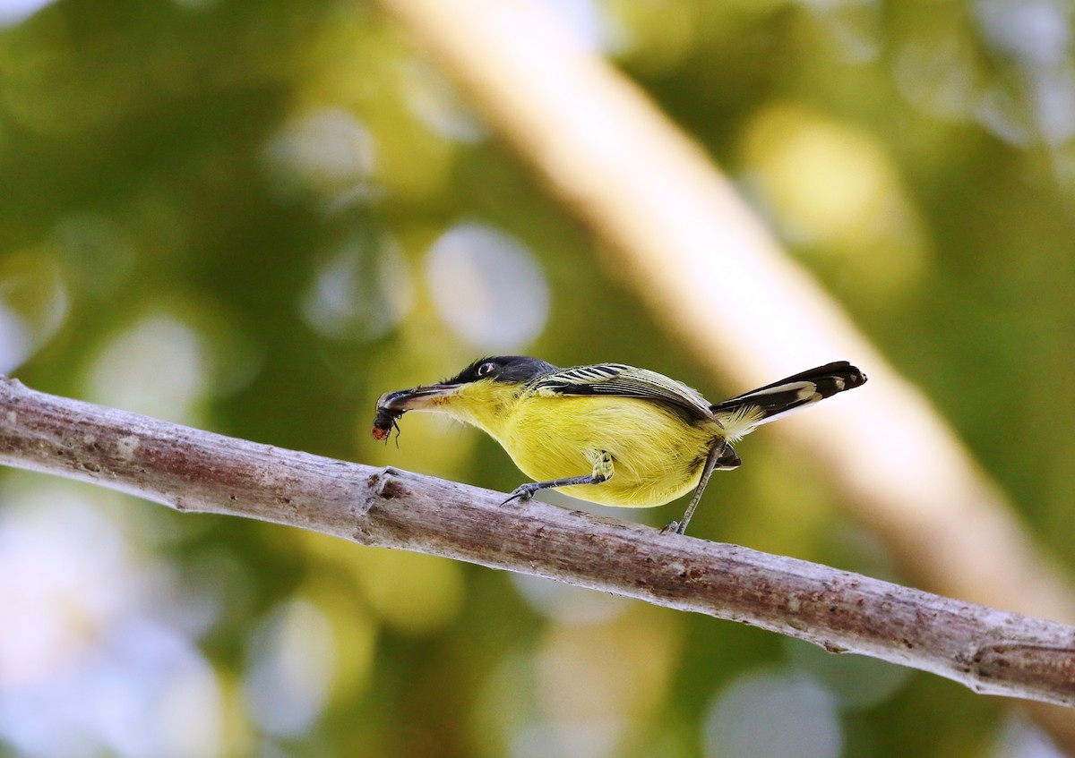Common Tody-Flycatcher (cinereum Group) - ML623073533