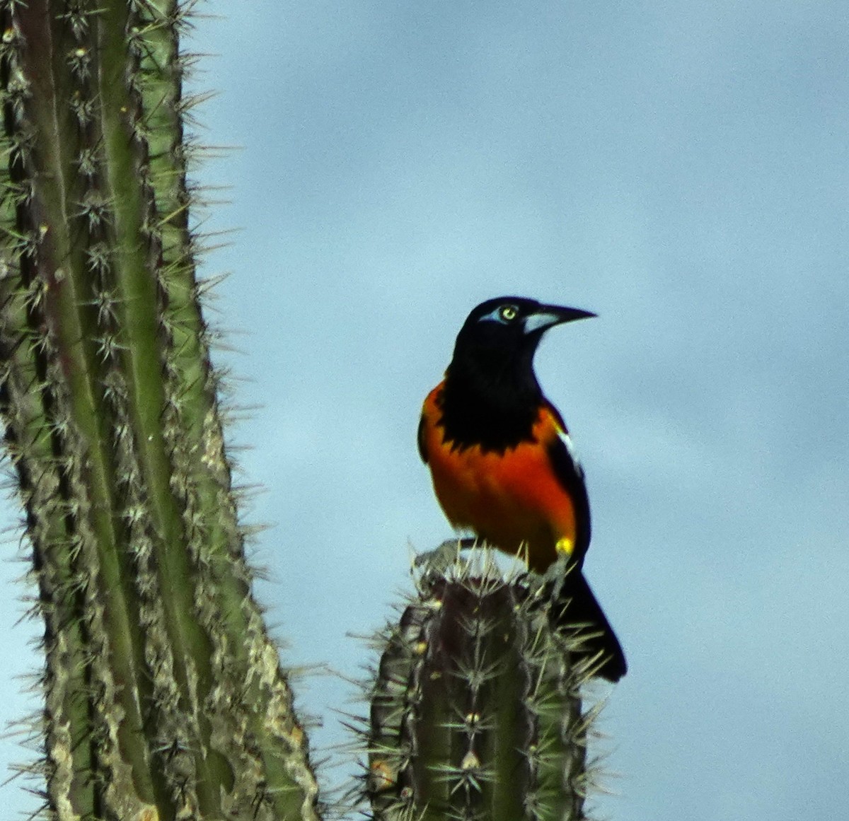 Venezuelan Troupial - ML623073548