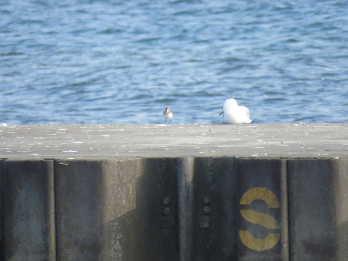 Baird's Sandpiper - ML623073592