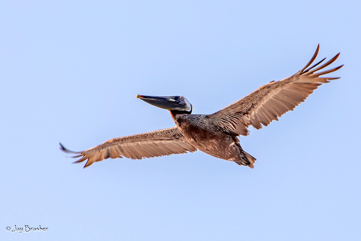 Brown Pelican - ML623073598