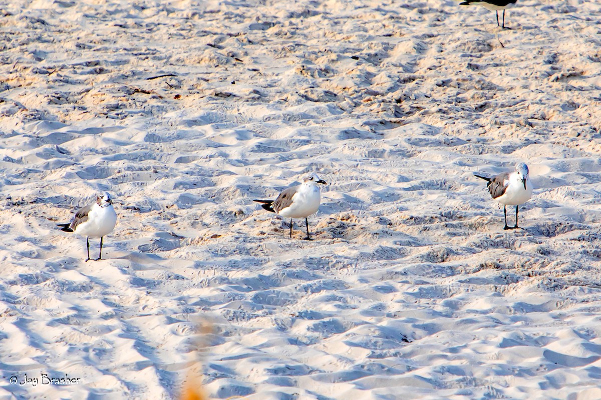 Laughing Gull - ML623073640