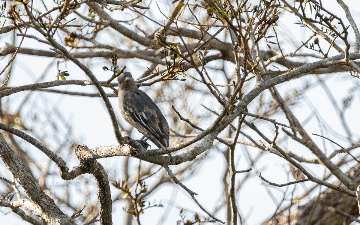 Котинга-білокрил амарантова - ML623073649