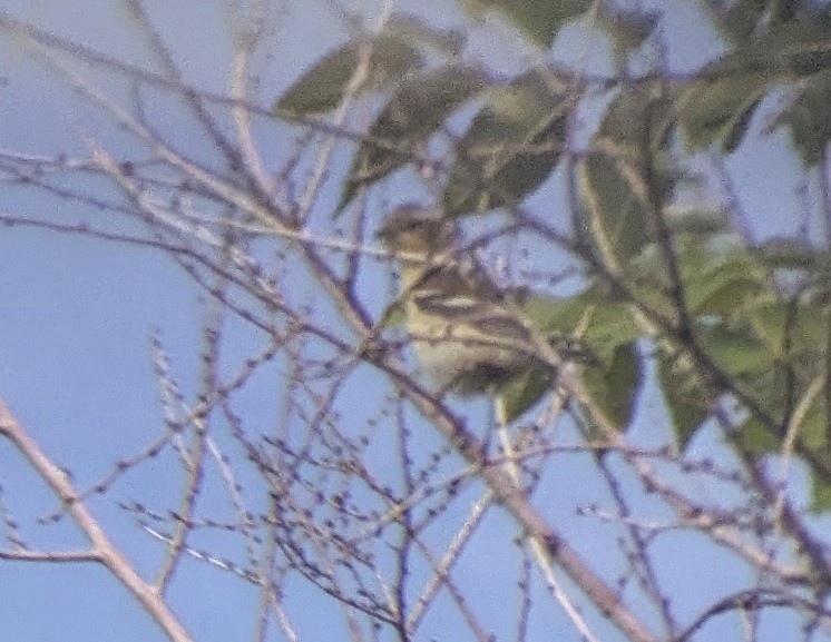 Blackburnian Warbler - ML623073691