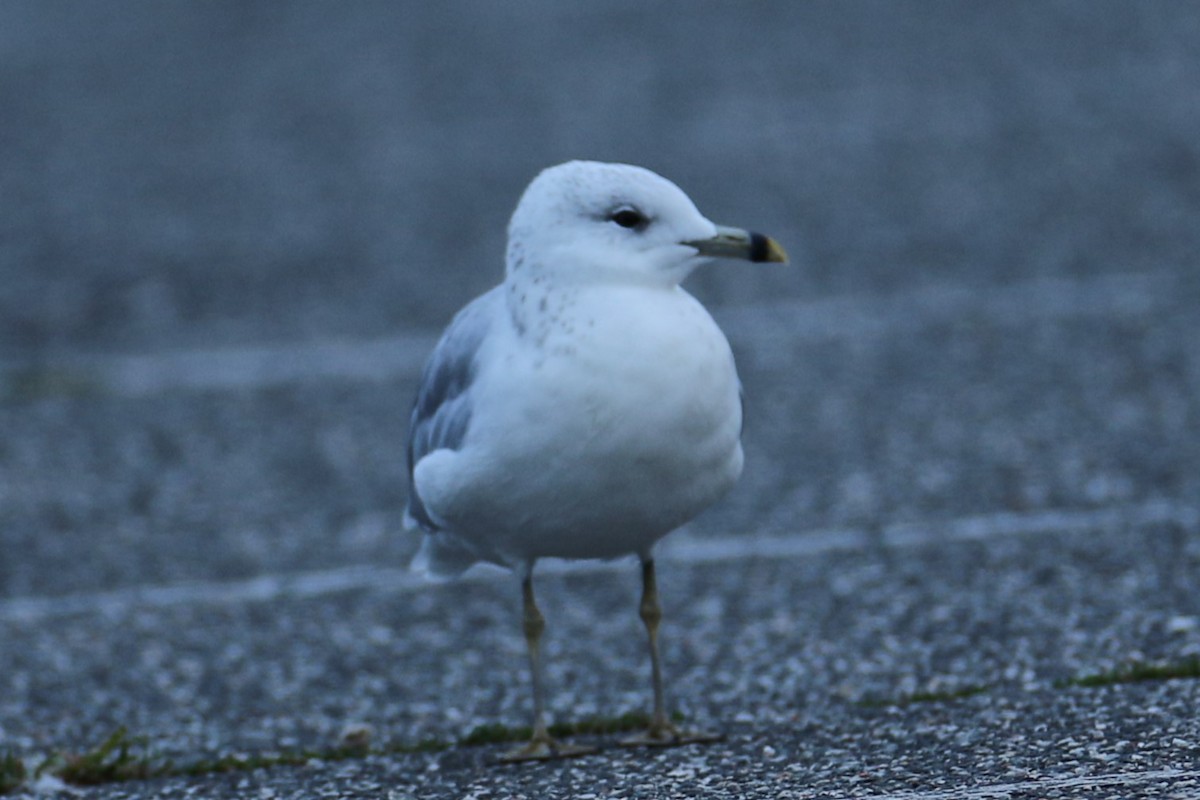 Ring-billed Gull - ML623073703