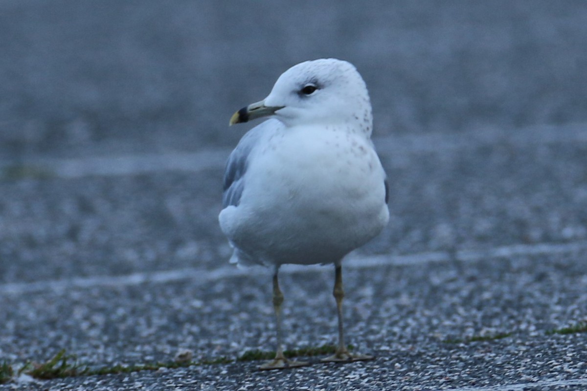 Ring-billed Gull - ML623073707