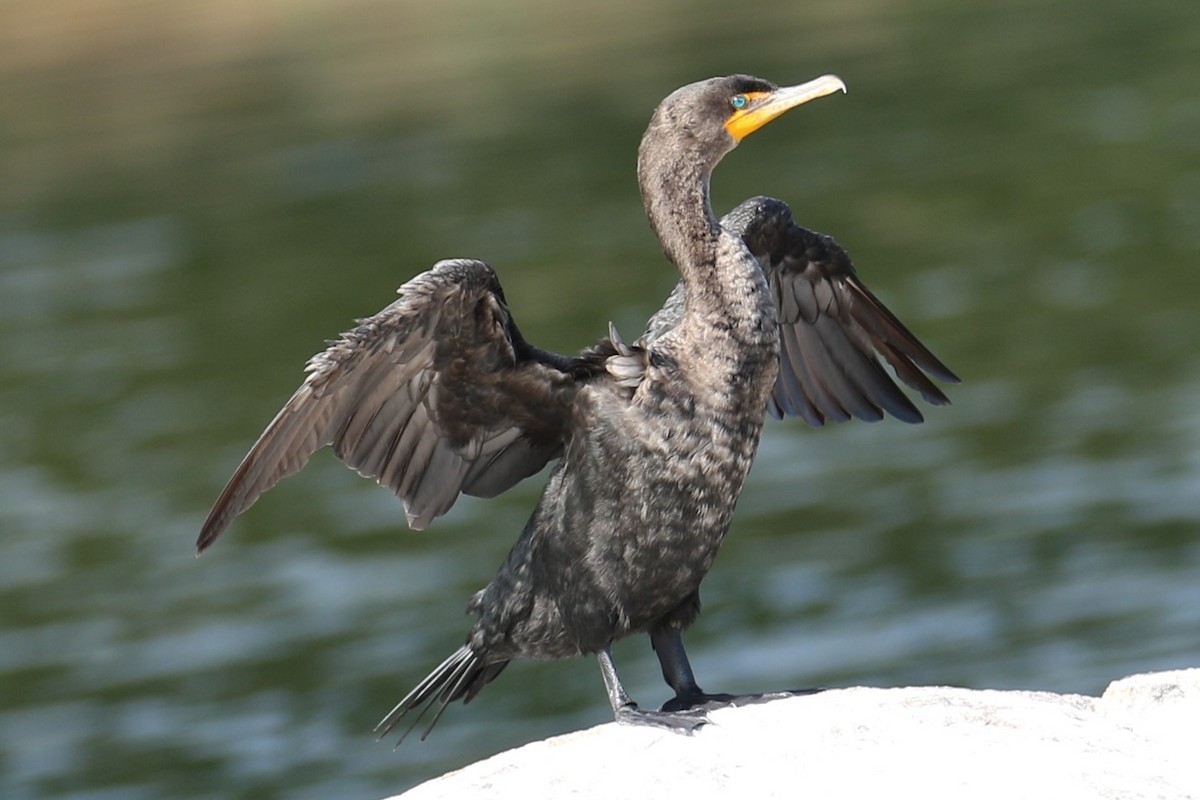 Double-crested Cormorant - ML623073734