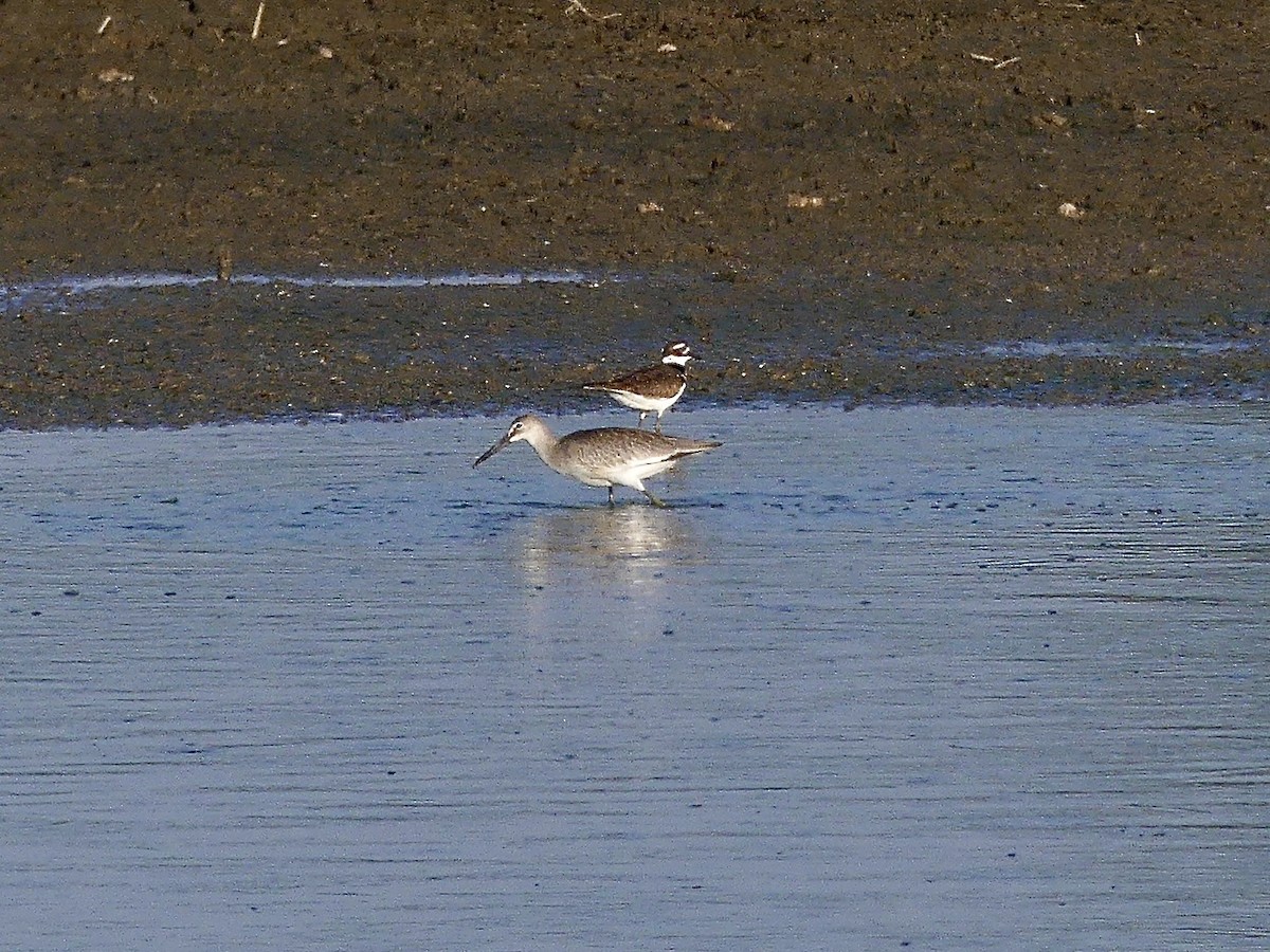 Willet - Charles  Crawford