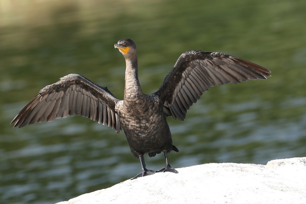 Double-crested Cormorant - ML623073738