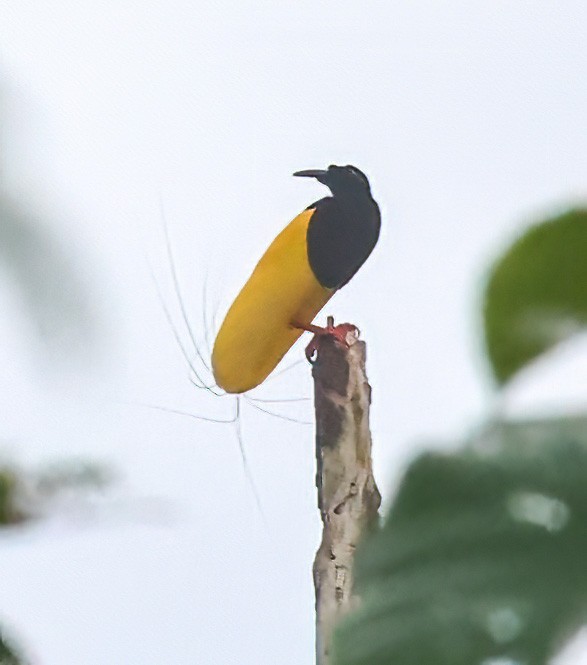 Twelve-wired Bird-of-Paradise - ML623073748