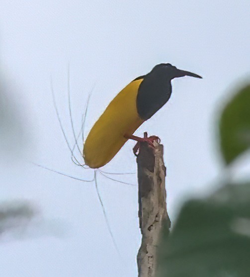 Twelve-wired Bird-of-Paradise - ML623073749