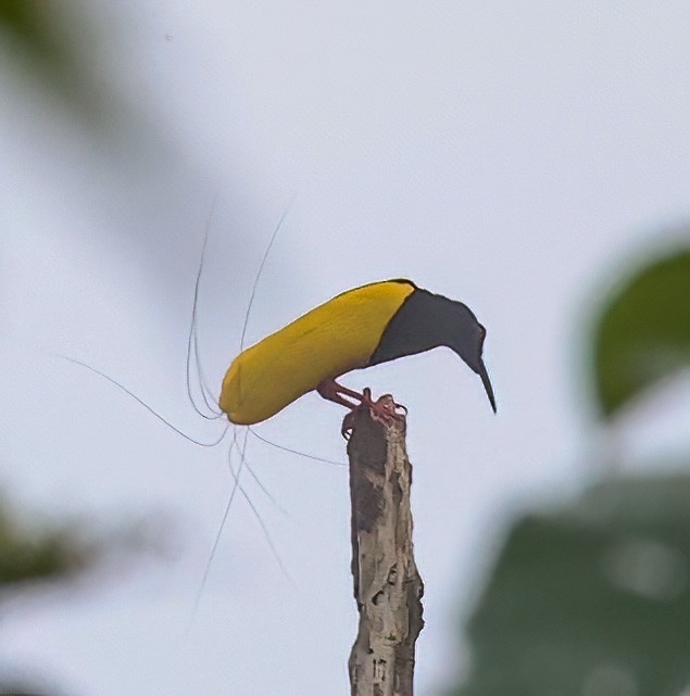 Twelve-wired Bird-of-Paradise - Tom Driscoll