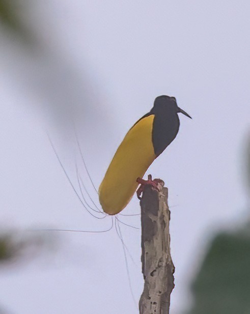 Twelve-wired Bird-of-Paradise - ML623073752