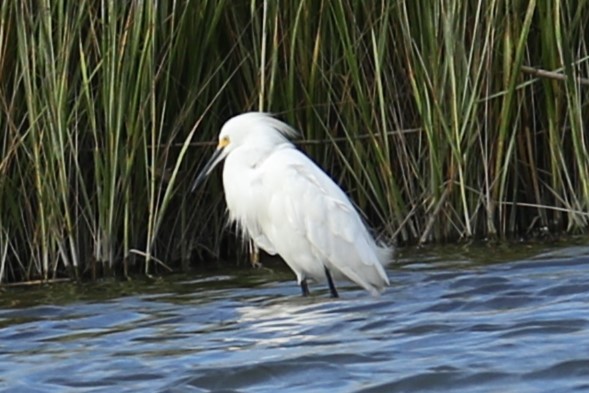 Snowy Egret - ML623073761