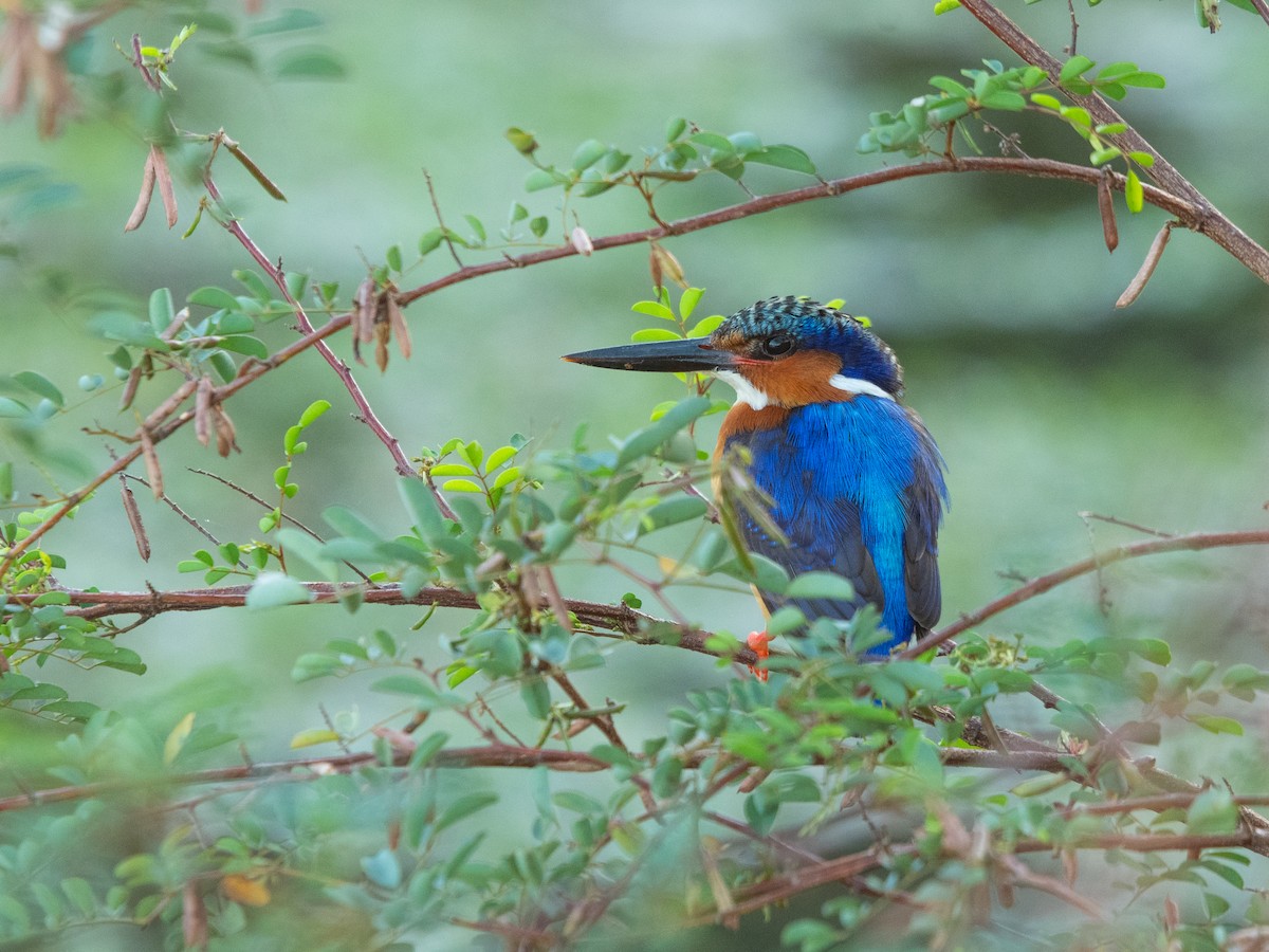 Madagaskar Tepeli Yalıçapkını - ML623073840