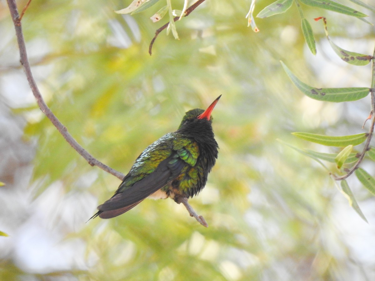 Glittering-bellied Emerald - ML623073885